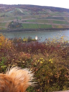 24.11.13 Fiete am Binger Mäuseturm
